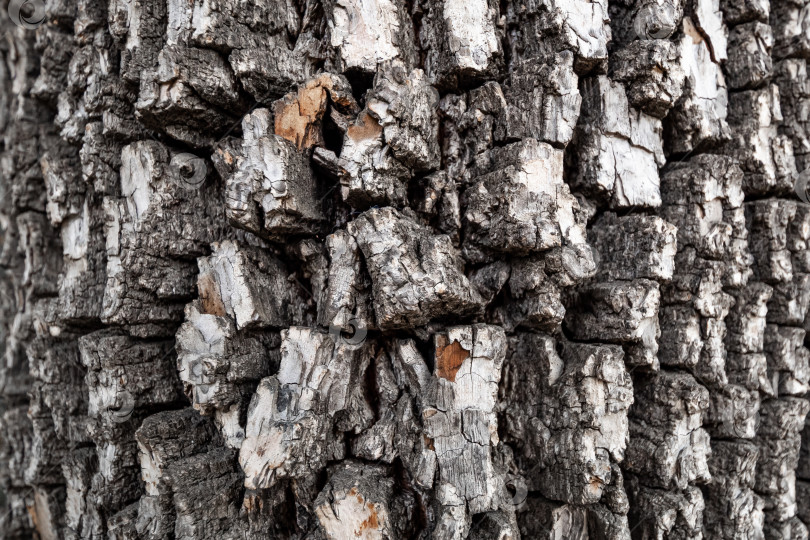 Скачать Крупный план коры американской хурмы или Diospyros virginiana. Текстура коры старого дерева фотосток Ozero