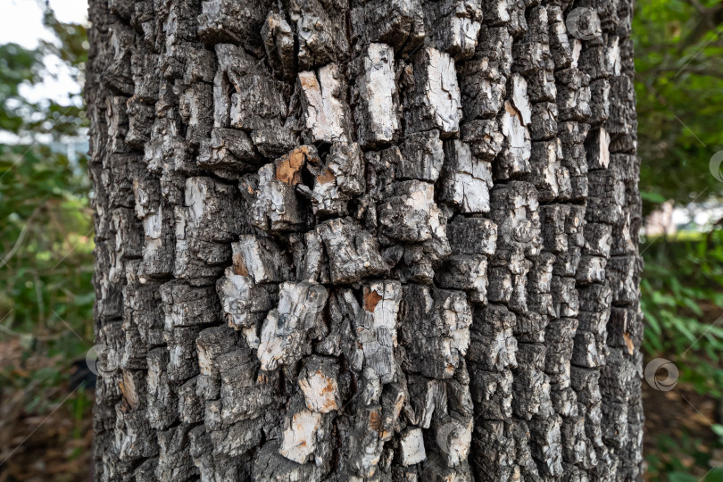 Скачать Ствол дерева американской хурмы или diospyros virginiana. Текстура коры старого дерева фотосток Ozero