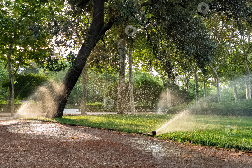 Скачать Полив травы в парке летним днем утром. Автоматическая спринклерная система орошения, работающая в парке, поливает газон, цветы и деревья. фотосток Ozero