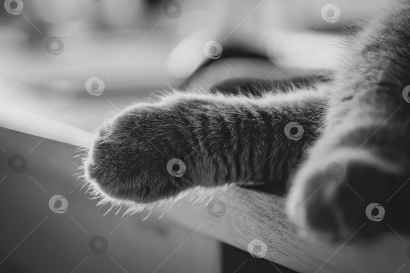 Скачать Крупный план лапы британской кошки, спящей дома на столе. Выборочный фокус. фотосток Ozero
