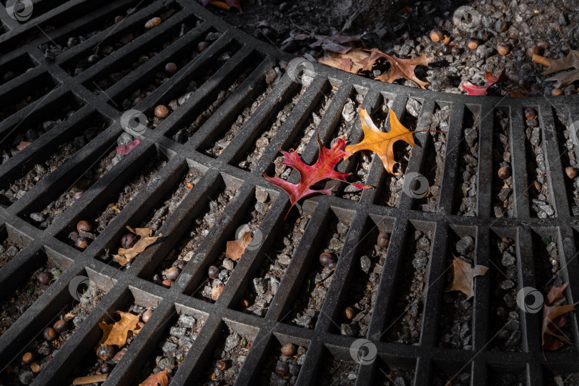 Скачать Осенние кленовые листья на металлической решетке в городе. фотосток Ozero