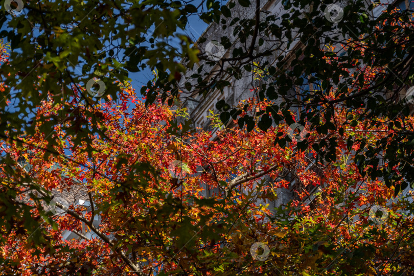 Скачать Красные и зеленые верхушки деревьев в городе с голубым небом теплым осенним днем фотосток Ozero