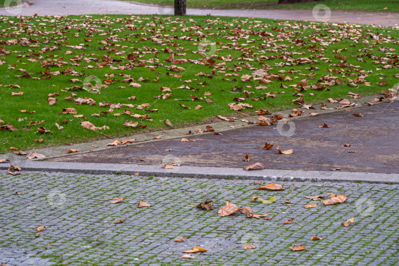 Скачать Падают кленовые листья на газон и тротуар в городском парке фотосток Ozero