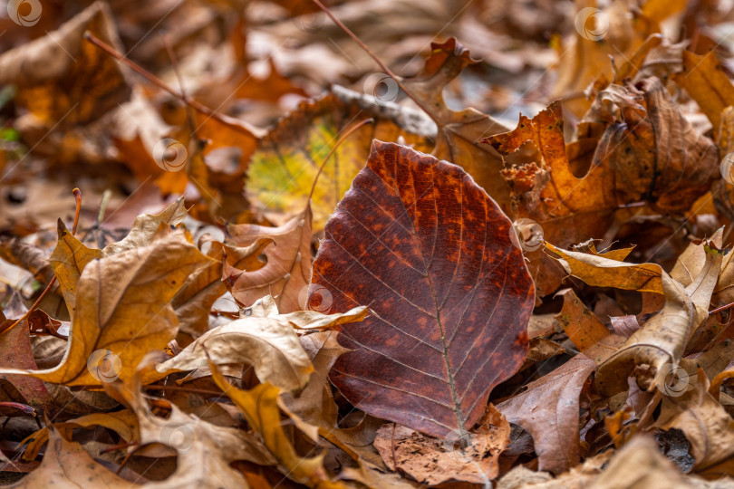 Скачать Красный лист бука, окруженный сухой осенней листвой фотосток Ozero