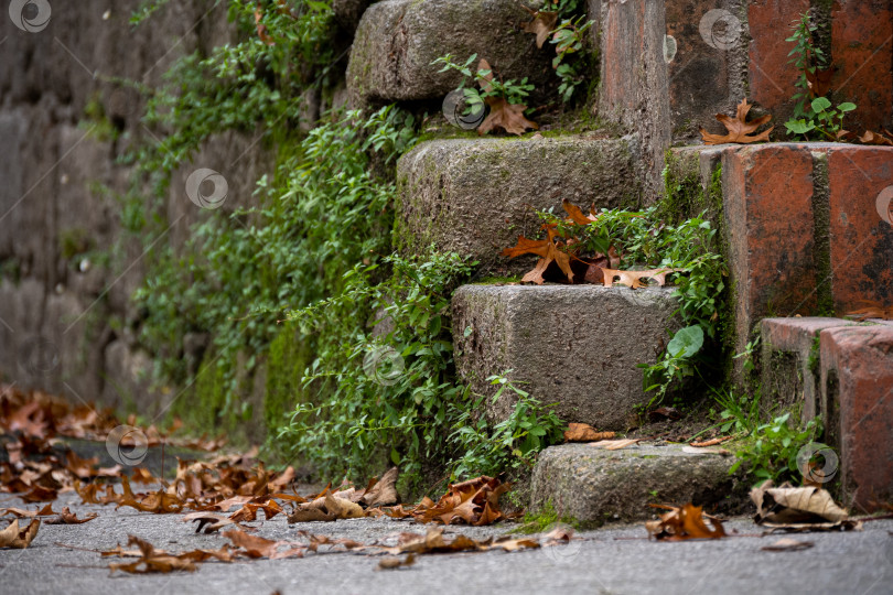 Скачать Падают оранжевые листья и зеленые растения на средневековые камни в парке. фотосток Ozero