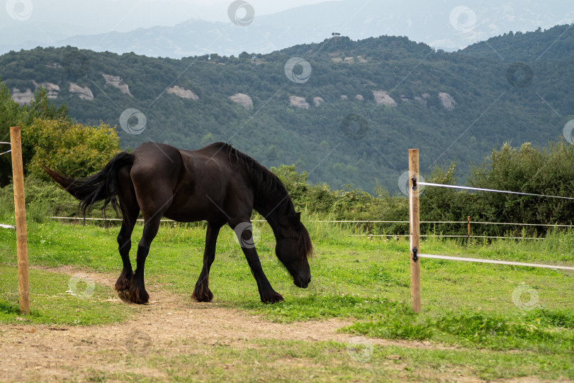 Скачать Черный конь пасется на лугу фотосток Ozero