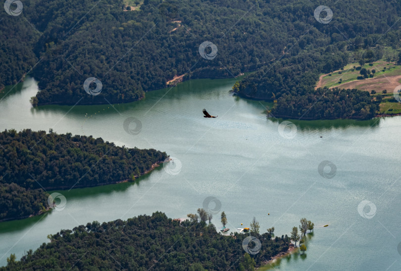 Скачать Сокол, летящий над водой и лесом фотосток Ozero