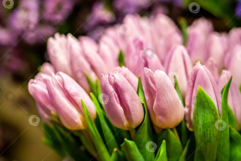 Скачать Крупный план розовых тюльпанов в цветочном магазине. Продается букет цветов. фотосток Ozero