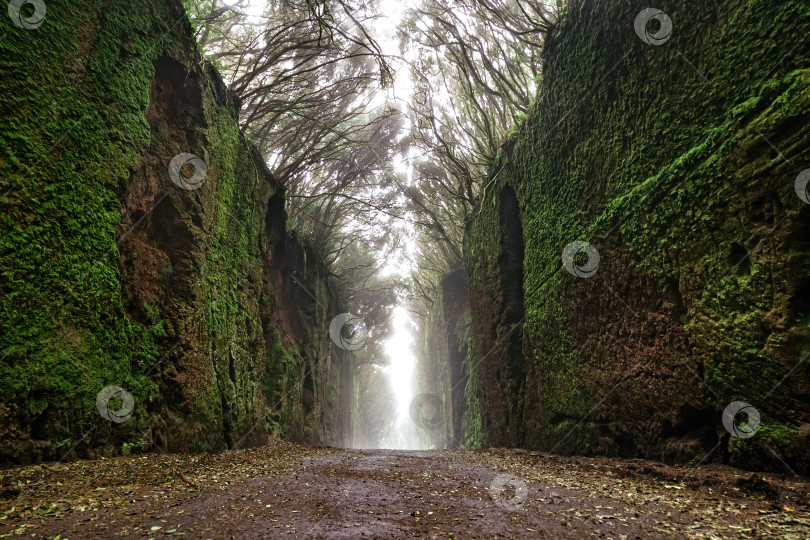 Скачать Таинственный туннель из замшелых скал и деревьев в лесу фотосток Ozero
