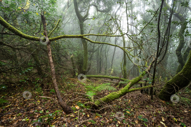 Скачать Замшелый, влажный лес, окутанный туманом. фотосток Ozero