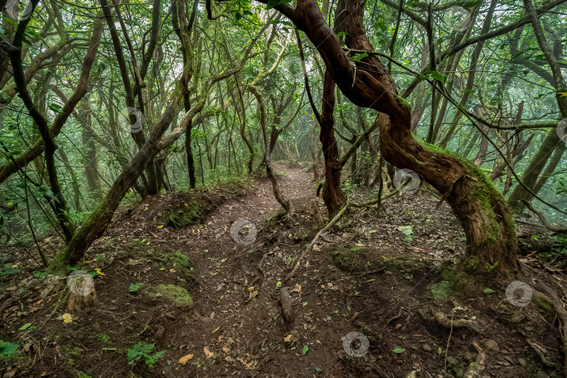 Скачать Тропинка в поросший мхом, влажный лес фотосток Ozero