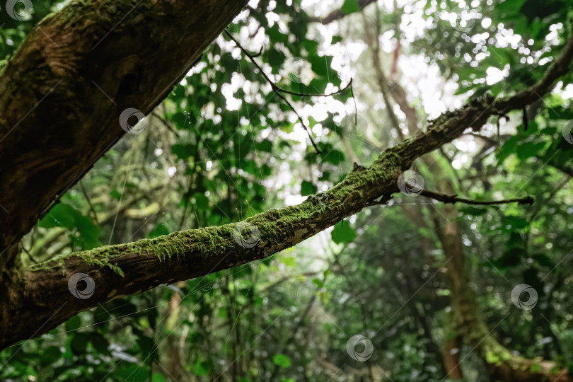 Скачать Ветка дерева со мхом и паутинными нитями фотосток Ozero