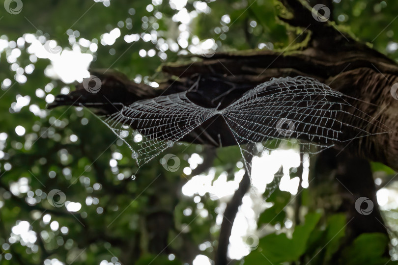 Скачать Паутина паука с капельками воды в лесу фотосток Ozero