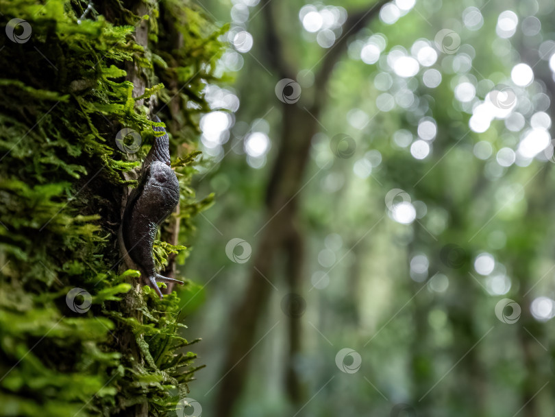 Скачать Улитка движется по дереву в тропическом лесу. фотосток Ozero