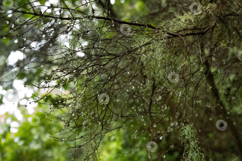 Скачать Роса или капли дождя на голых ветвях в лесу фотосток Ozero