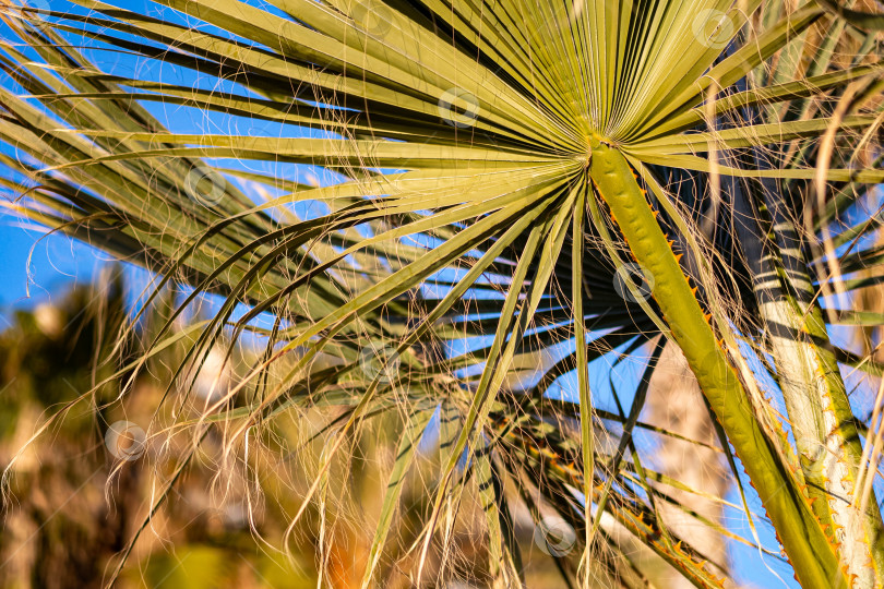 Скачать Пальмовые листья на солнечном свету фотосток Ozero