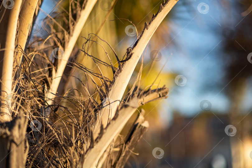 Скачать Сухая пальма в лучах заката фотосток Ozero
