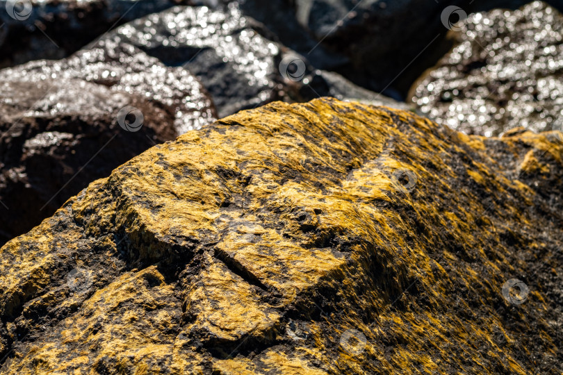 Скачать Покрытые мхом камни на берегу моря. фотосток Ozero