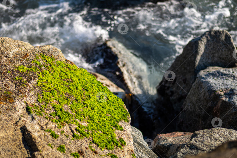 Скачать Камни и зеленый мох на берегу моря. фотосток Ozero