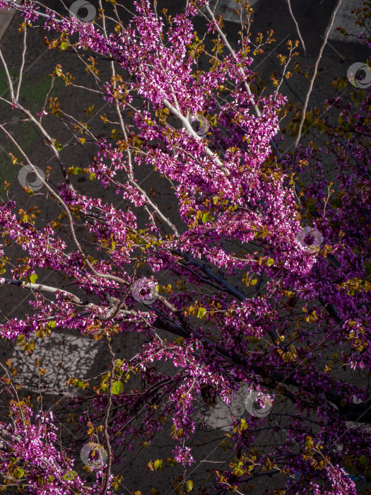 Скачать Цветение пурпурного cercis siliquastrum в солнечный весенний день. Вид сверху фотосток Ozero