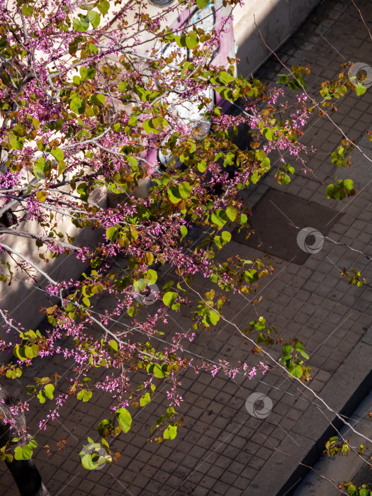 Скачать Цветение пурпурного церциса силикваструма с зелеными листьями в солнечный весенний день. Вид сверху фотосток Ozero