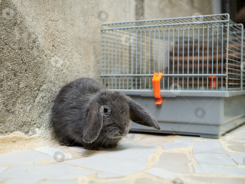 Скачать Маленький грустный серый кролик, сидящий рядом с клеткой. Концепция Пасхи или домашнего животного. фотосток Ozero