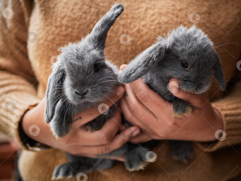 Скачать Женщина, держащая в руках маленьких серых кроликов, крупным планом фотосток Ozero