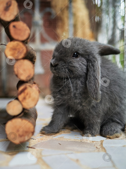 Скачать Маленький симпатичный серый кролик, сидящий на балконе. Домашнее животное крупным планом. Концепция Пасхи или осеннего сбора урожая. фотосток Ozero