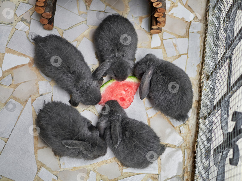 Скачать Крупным планом три маленьких серых кролика едят арбуз фотосток Ozero