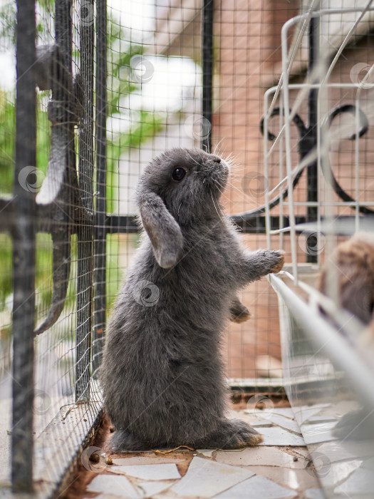 Скачать Серый кролик стоит на балконе возле клетки. Концепция домашнего ухода за домашними животными фотосток Ozero