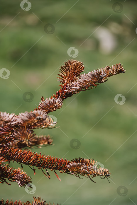 Скачать Сухие ветки рождественской елки с коричневыми еловыми иголками на размытом зеленом фоне фотосток Ozero