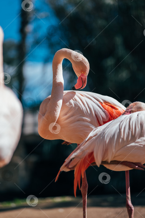 Скачать Розовый фламинго бродит по парку с величественным клювом фотосток Ozero