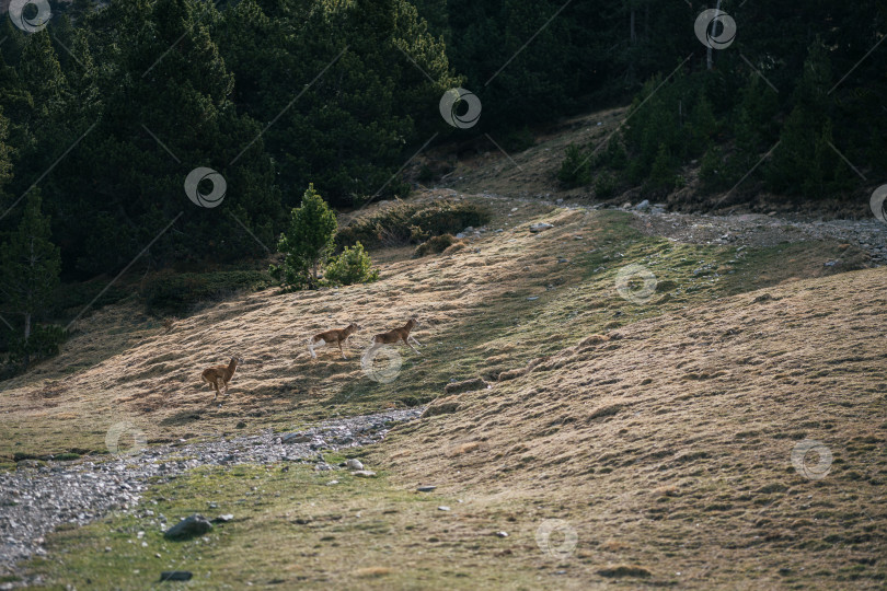 Скачать Завораживающий вид на пиренейские склоны с удивительной природой и пейзажами с густыми лесами и пиренейскими сернами. Концепция путешествия по достопримечательностям Европы фотосток Ozero