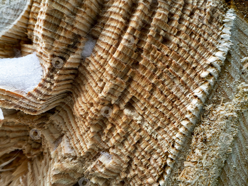 Скачать Абстрактная древесная неровная текстура спиленного ствола. Многослойная текстура древесины с трещинами и вмятинами. фотосток Ozero