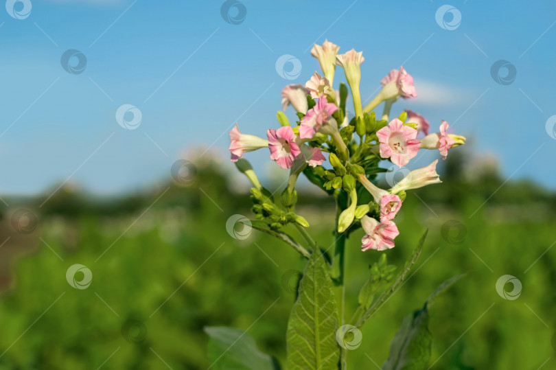 Скачать Цветущий цветок табака на фоне голубого неба фотосток Ozero
