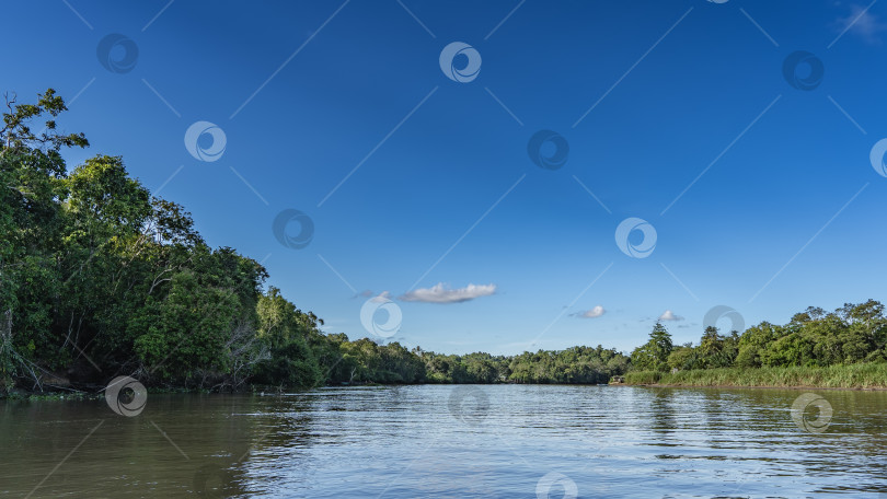 Скачать Спокойная река в тропическом лесу. фотосток Ozero