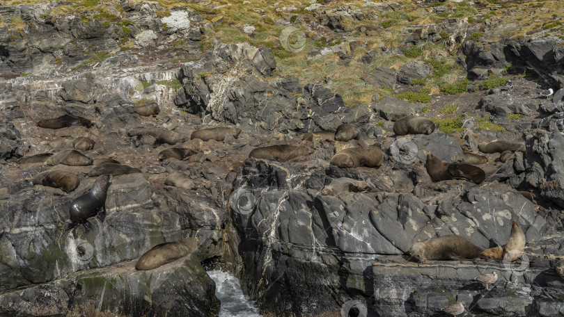 Скачать Колония морских львов раскинулась на склоне скалистого островка фотосток Ozero