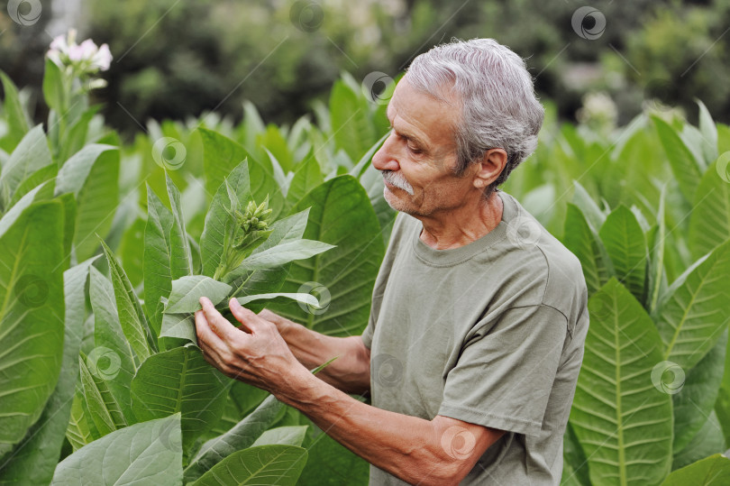 Скачать Улыбающийся пожилой мужчина смотрит на бутон табачного растения фотосток Ozero