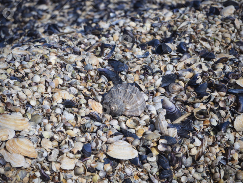 Скачать Большая раковина рапаны лежит на куче разноцветных маленьких ракушек на морском пляже. Сосредоточьтесь на центре. Естественный летний фон фотосток Ozero
