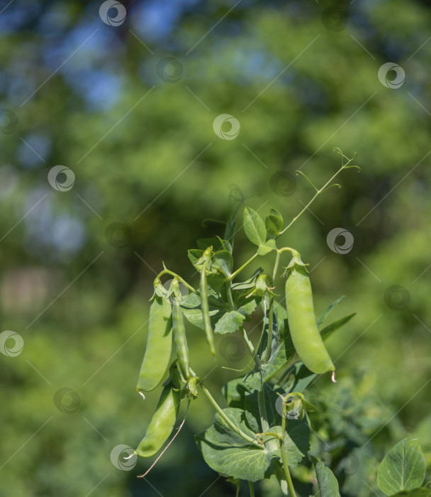 Скачать Красивый крупный план стручков гороха на зеленом растении. Выборочный фокус на свежих ярко-зеленых стручках гороха на растениях гороха в саду. Выращивание органического гороха на открытом воздухе. Размытый фон. Здоровое питание фотосток Ozero