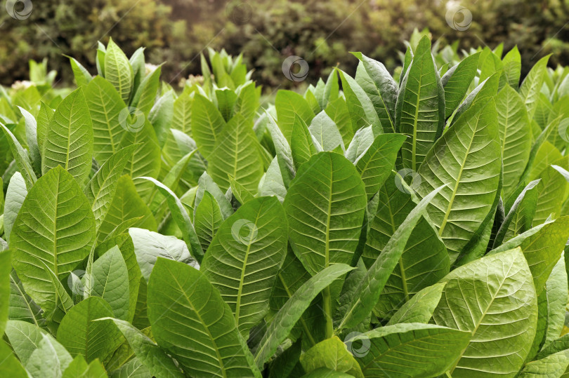 Скачать Пейзажное изображение зеленых растений табака фотосток Ozero