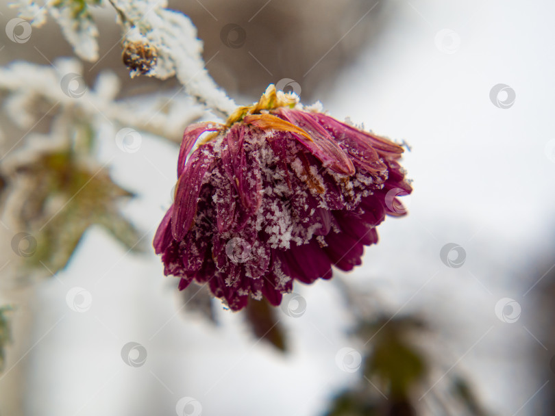 Скачать Красивая открытка. Красный цветок покрыт белым снегом. фотосток Ozero