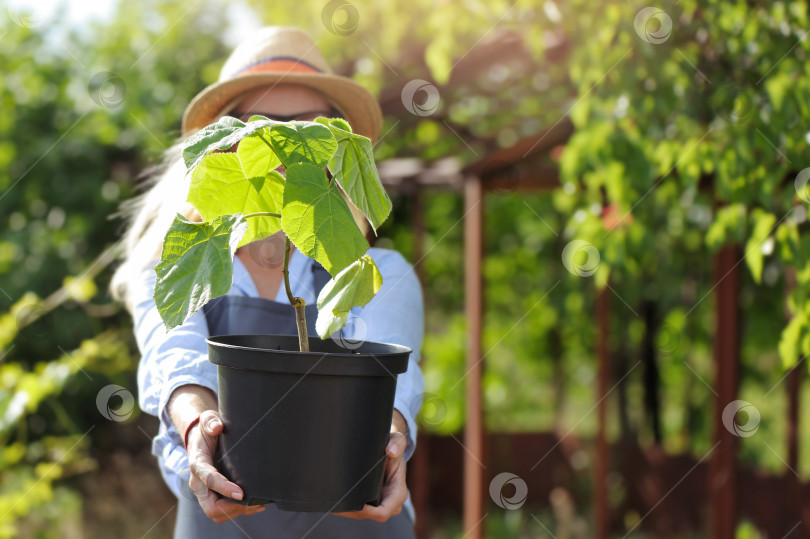 Скачать Крупный план растущего дерева павловнии в горшке в руках садовника фотосток Ozero