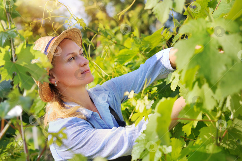Скачать Работник виноградника проводит обычную обрезку фотосток Ozero