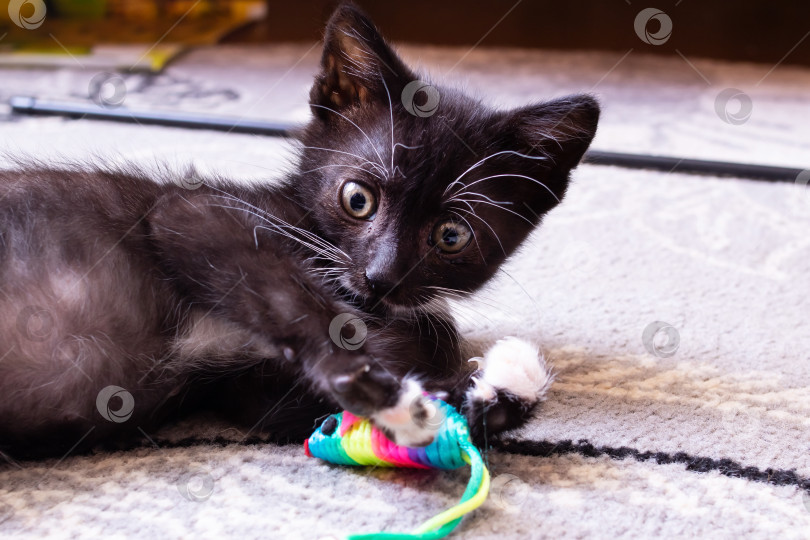 Скачать Забавный черный котенок играет с игрушкой фотосток Ozero