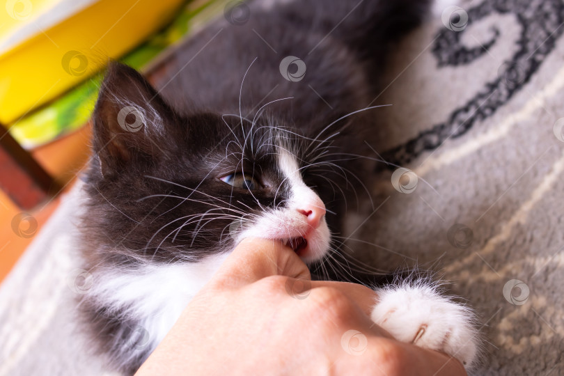 Скачать Маленький пушистый котенок кусает палец крупным планом фотосток Ozero