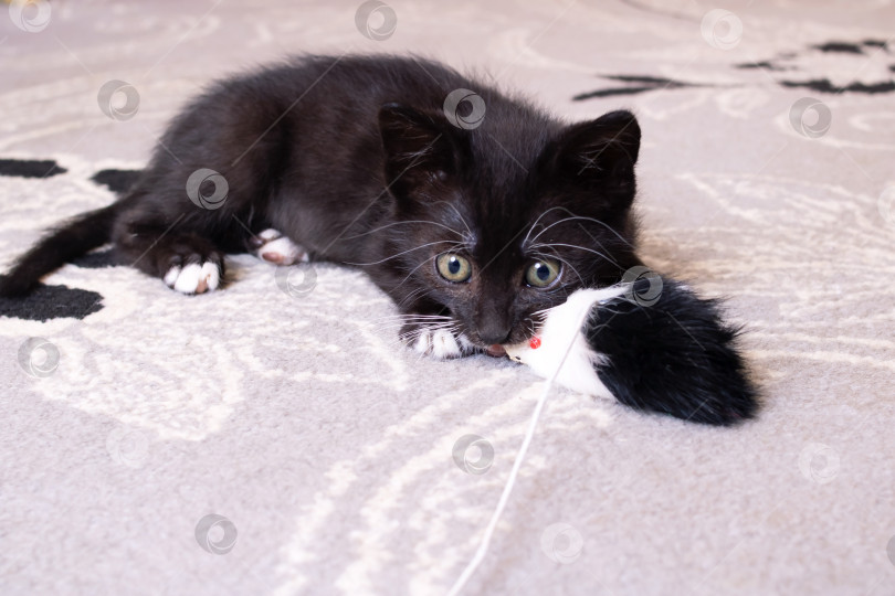 Скачать Забавный черный котенок играет с игрушкой фотосток Ozero