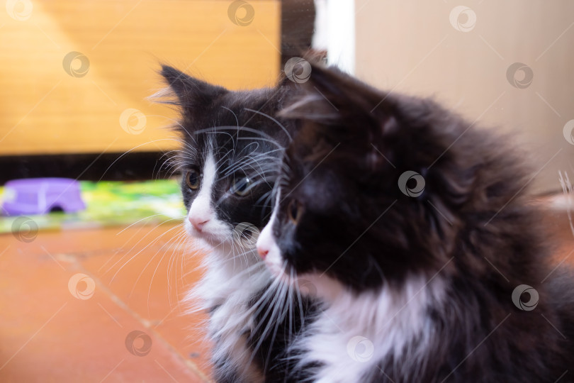 Скачать Пушистый черный котенок смотрится в зеркало фотосток Ozero