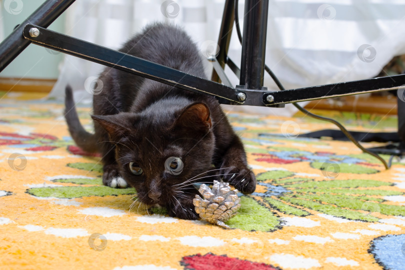 Скачать Черный котенок нюхает шишку с рождественской елки фотосток Ozero