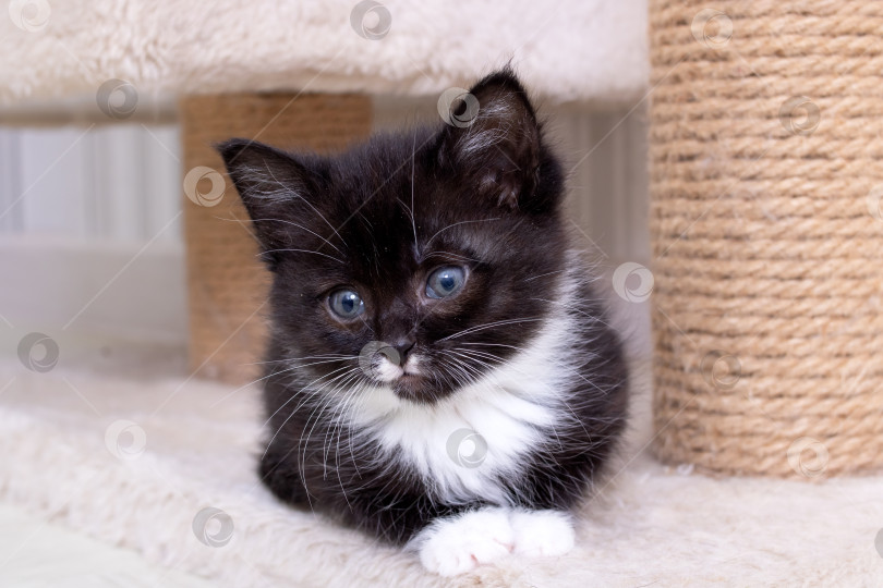 Скачать Мордочка маленького черного котенка, портрет крупным планом фотосток Ozero
